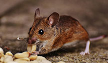 24 Hour & Emergency Exterminators in Wellsboro, PA